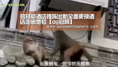 格林豪酒店推陈出新全面更换酒店走廊地毯【ag官网】(图3) 格林豪酒店推陈出新全面更换酒店走廊地毯【ag官网】(图3)